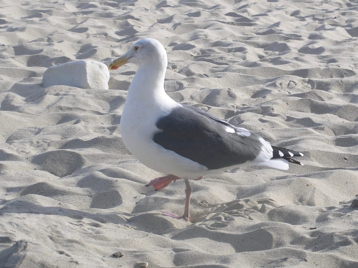 Seagull Santa Barbara