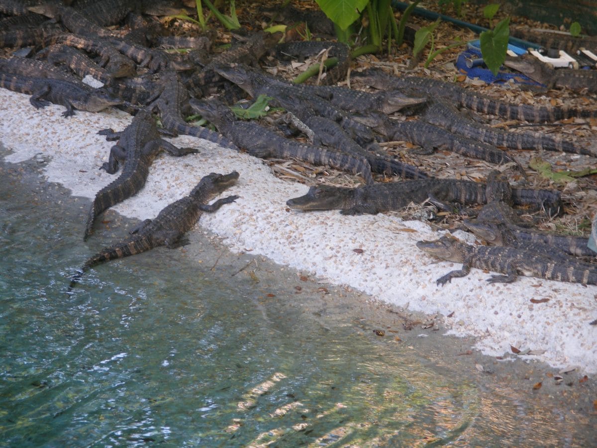 Alligators Tybee Island