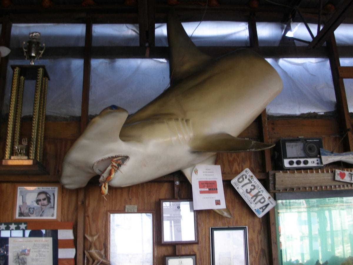 Shark Tybee Island