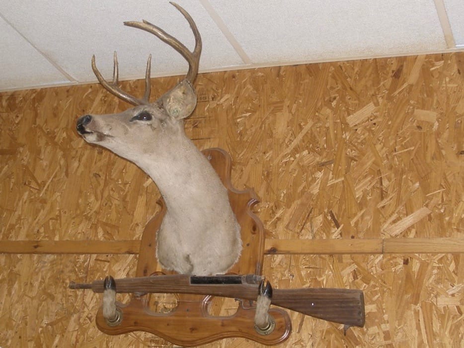Deer Texas