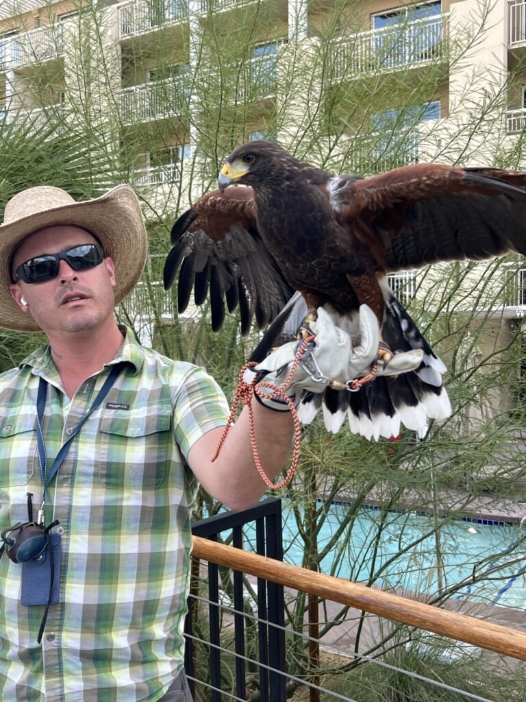 Falcon Phoenix