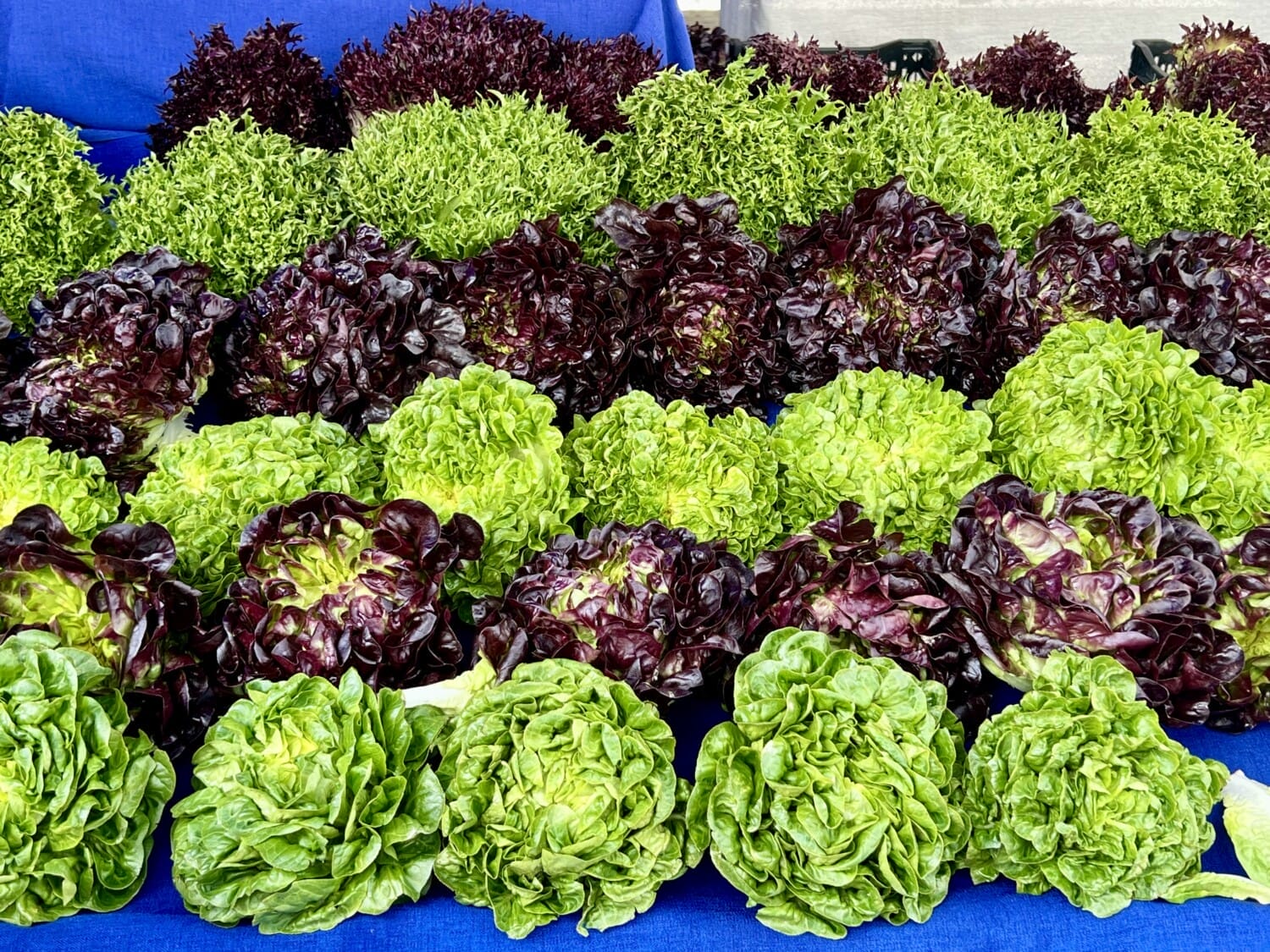 Lettuce Farmers Market